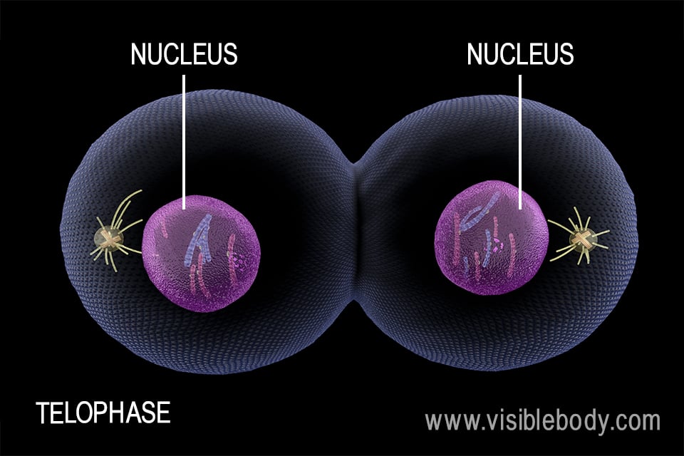 During telophase, new nuclei form and the cell splits.