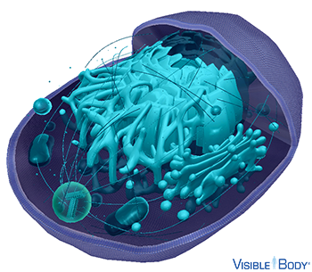 Glossary: Cells Glossary: Cells
