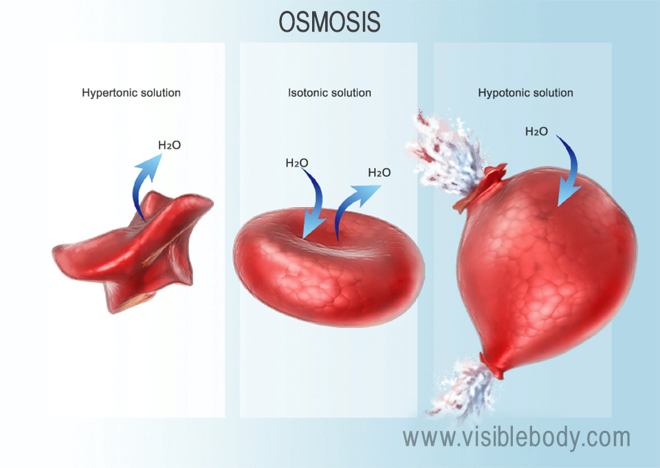 Osmosis is the passive diffusion of water across the cell membrane.