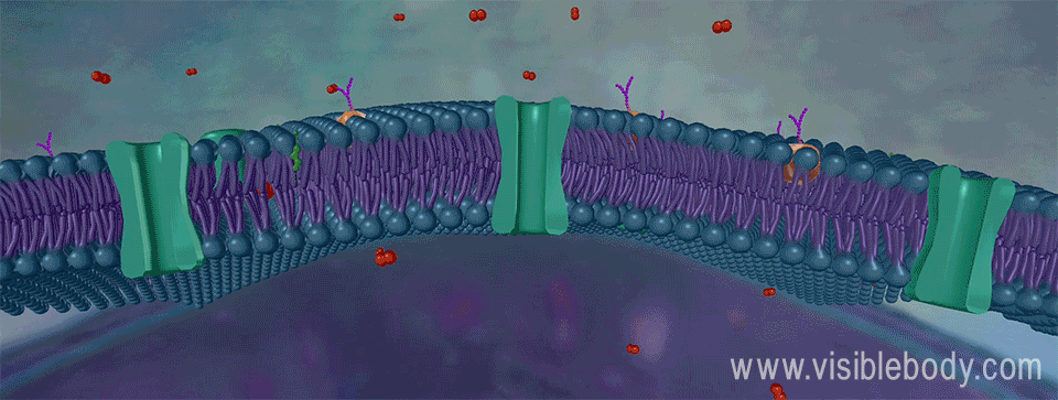 Oxygen is small and nonpolar and can diffuse across the plasma membrane.