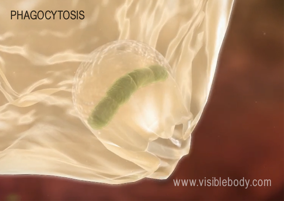 Phagocytosis is how macrophages engulf and destroy pathogens in the human immune system.
