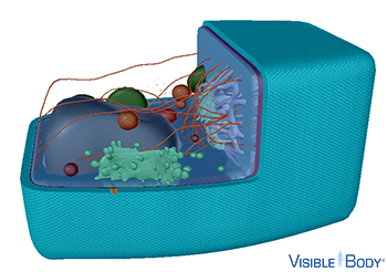 The cell wall of the plant cell is external to the plasma membrane.