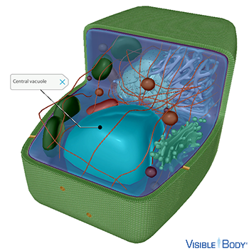 The vacuole stores much of the plant cell's water, storage molecules, and enzymes.