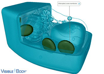 Different reactions during photosynthesis take place in different parts of the chloroplast.