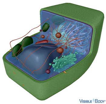 Most plant cells have a few unique structures, including chloroplasts, a central vacuole, and a cell wall. 