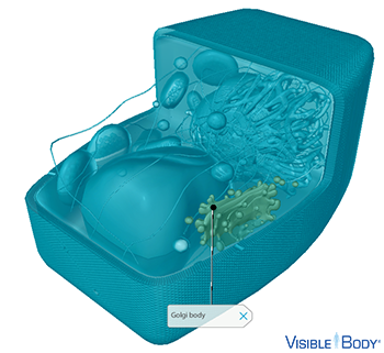 Animal cells usually have one or several Golgi bodies, whereas plant cells can have hundreds.