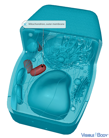 Mitochondria generate adenosine triphosphate (ATP)—the cell's main source of energy—via aerobic respiration.