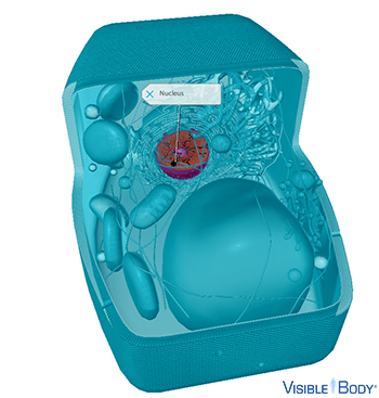 The nucleus is a large membrane-bound organelle that contains the genetic information of eukaryotic cells.