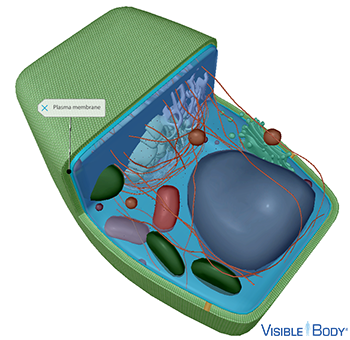 The plasma membrane surrounds and protects the cytoplasm while allowing the passage of certain materials in and out of the cell.