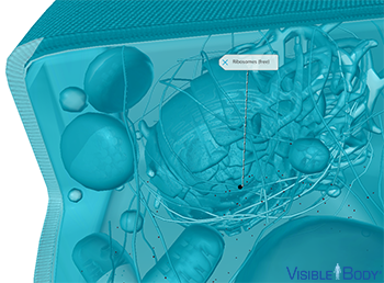 The primary function of ribosomes is protein synthesis.