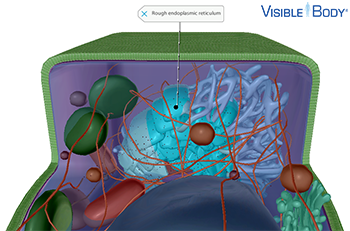Ribosomes deposit proteins into the lumen of the rough ER, where they can be modified.