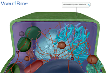The smooth ER detoxifies drugs and poisons; stores ions; and produces lipids, hormones, and other cellular products.