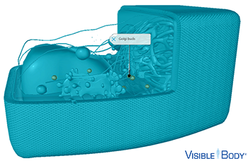 Transport vesicles fuse with and arise from the edges of the Golgi body’s cisternae.