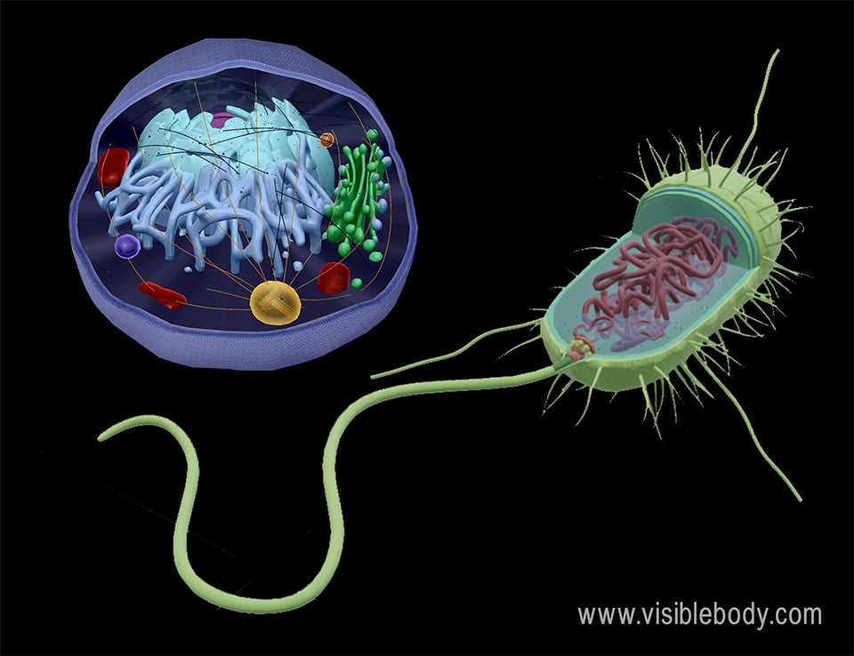 3d renderings of an animal cell and a bacterial cell with internal structures