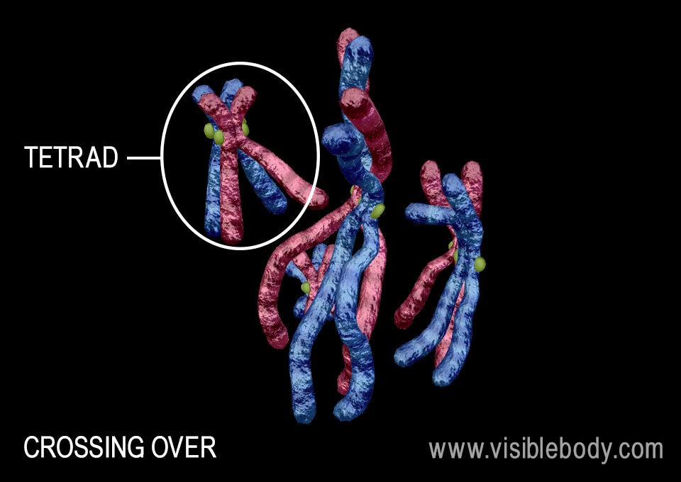 Crossing over during prophase I is a source of genetic variation.
