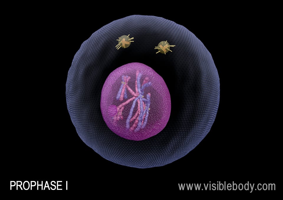 Chromosomes condense and homologous chromosomes form tetrads during prophase I.