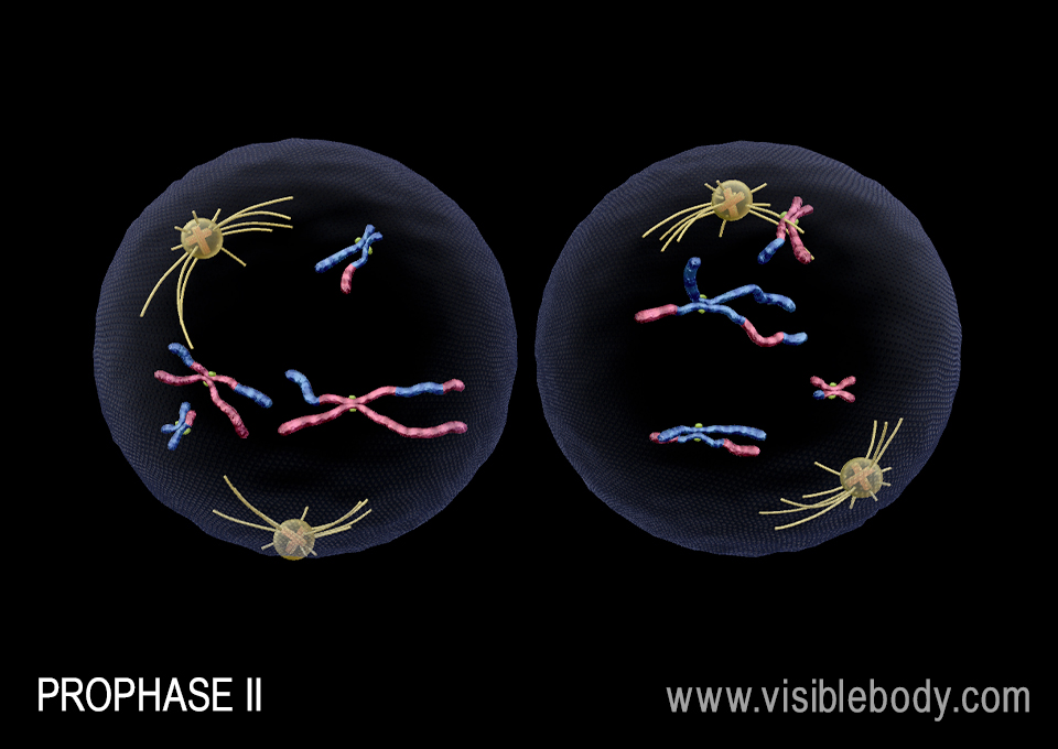 The spindle begins to form during prophase II.