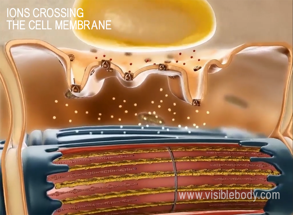 Ions crossing the cell membrane in a muscle cell.