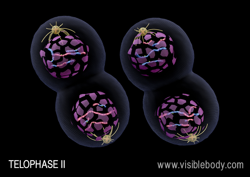 A nuclear envelope and nucleolus forms for each new nucleus in telophase II.