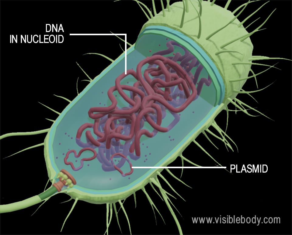 yhden kromosomin lisäksi prokaryoottisoluissa on usein pieniä, pyöreitä DNA-molekyylejä, joita kutsutaan plasmideiksi.