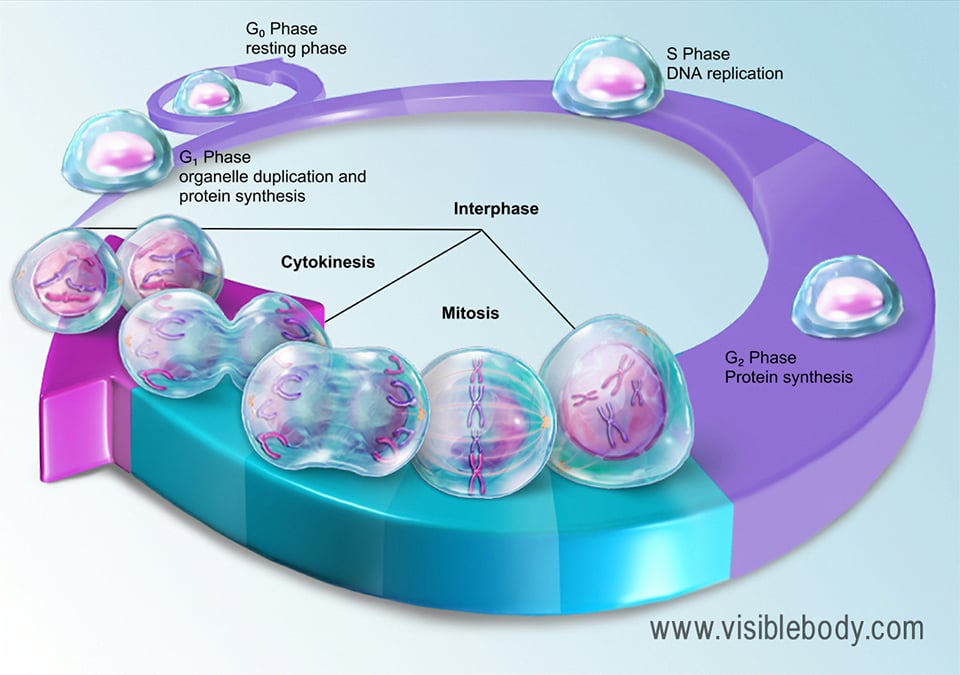 Before mitosis begins, a cell’s DNA replicates itself, making an identical copy of each chromosome.