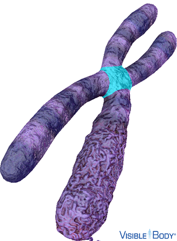 The centromere is the constricted region of the chromosome that separates the shorter p arm from the longer q arm.