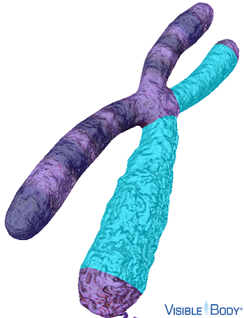 During cell division, the sister chromatids split apart to form two separate chromosomes.