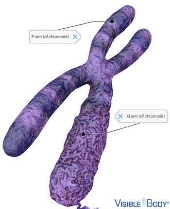 Each eukaryotic chromosome consists of a linear DNA molecule with two arms, the shorter p arm and the longer q arm.