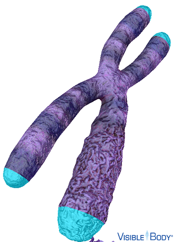 Telomeres serve as buffers that prevent the essential genes from being cut off during chromosome replication and cell division.