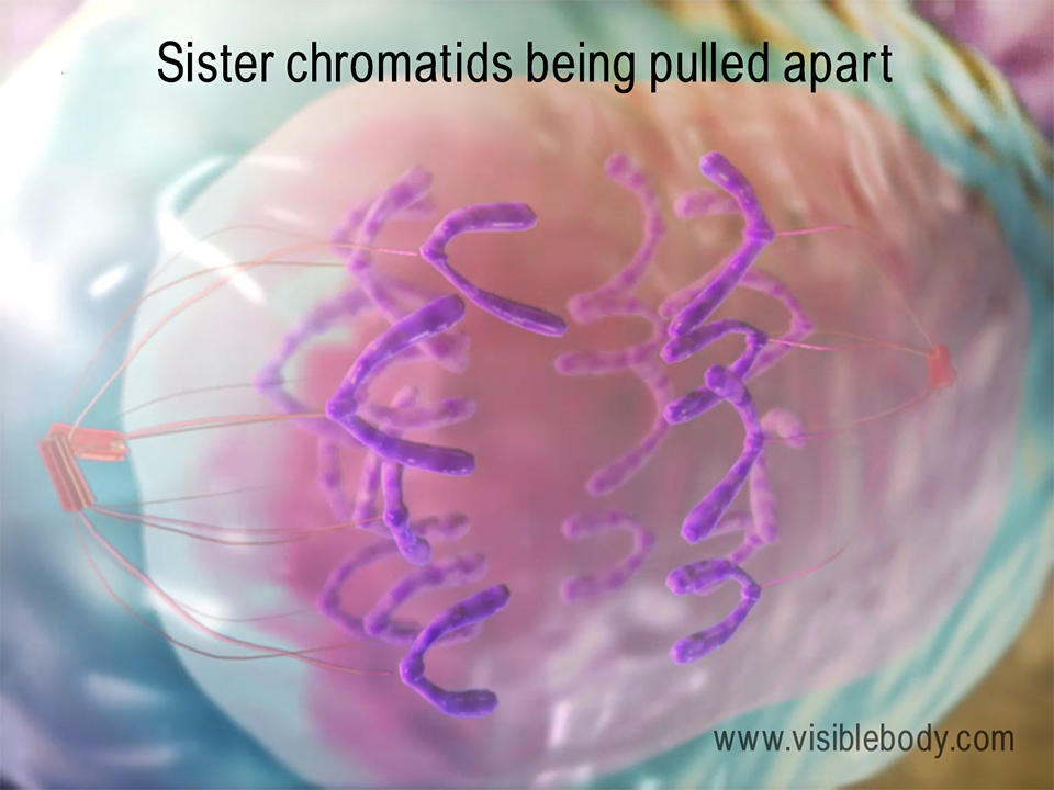During mitosis, a parent cell splits into two genetically identical, diploid daughter cells.