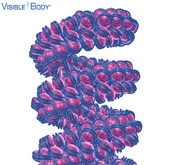 In eukaryotic cells, chromatin consists of the DNA within the nucleus and its associated proteins, most of which are histones.