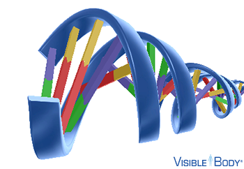 The DNA double helix looks like a twisted ladder, due to the way the components of the nucleotides bind together.