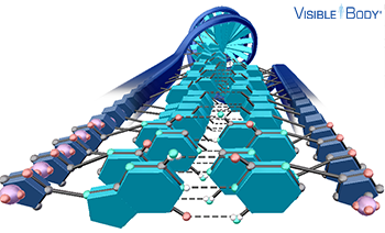 Pyrimidines pair with purines; cytosine and guanine are joined by three hydrogen bonds, and adenine and thymine are joined by two hydrogen bonds.
