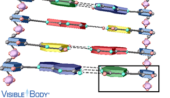 Each nucleotide consists of a sugar molecule (deoxyribose), a phosphate group, and a nitrogenous base.