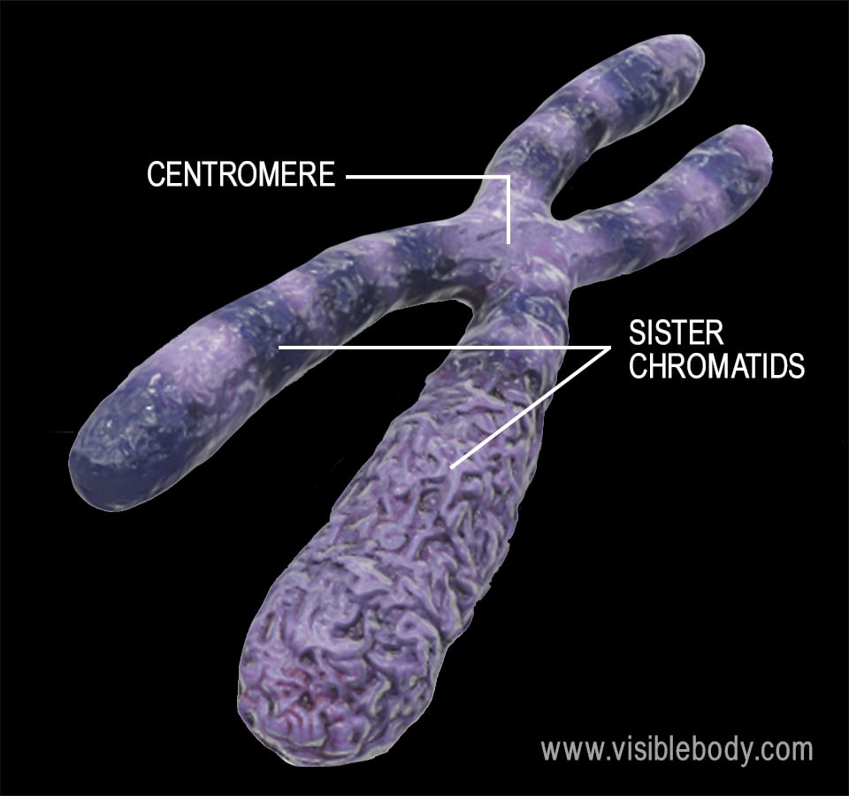 After DNA replication, each eukaryotic chromosome forms two sister chromatids connected by a centromere.