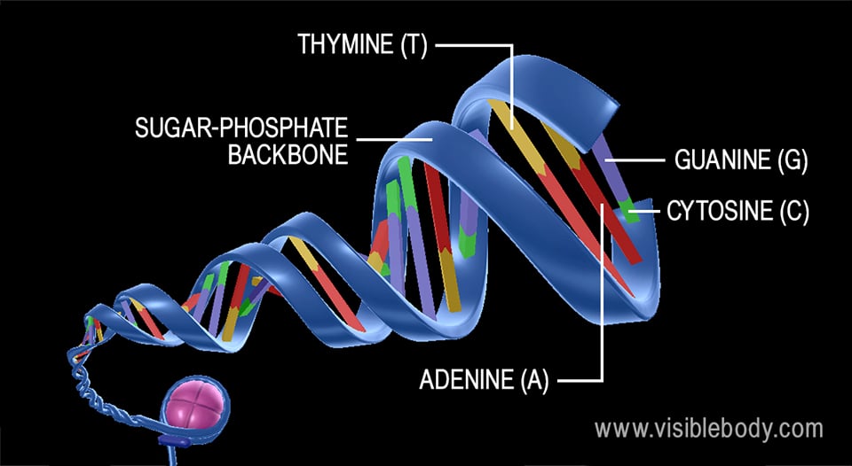 Dna Structure Dna Structure