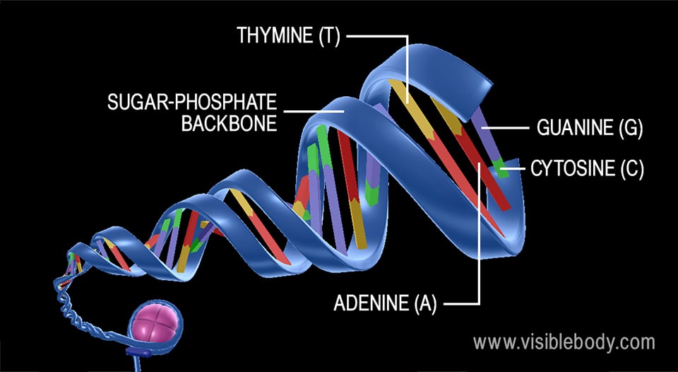 Because of their particular composition and chemical properties, adenine and thymine pair together, and cytosine and guanine pair together.