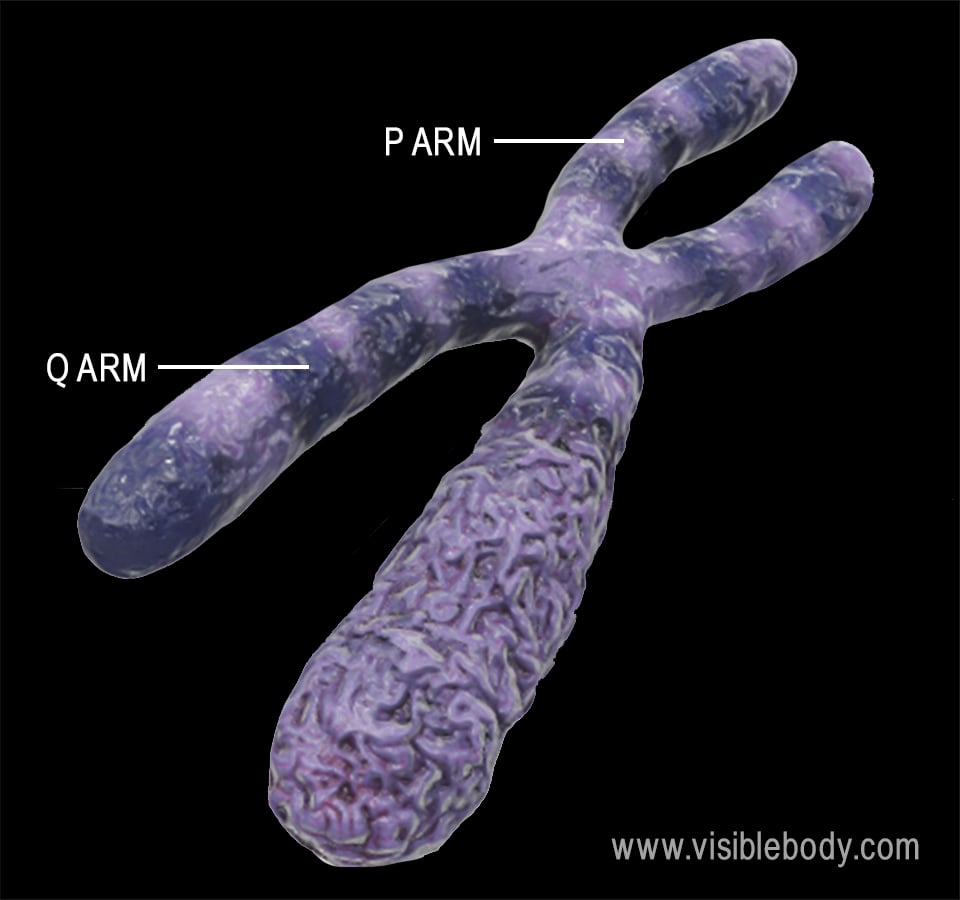 Each chromosome is divided by the centromere into a short (P) arm and a long (Q) arm.