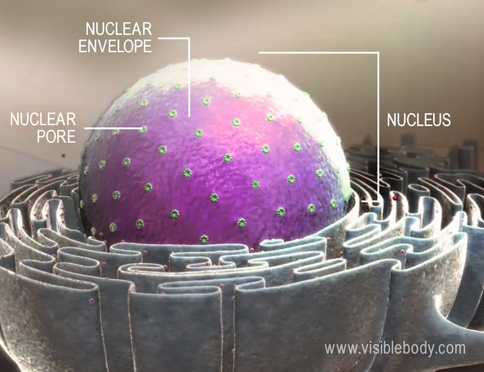 Eukaryotic cells have a membrane-bound nucleus that contains their chromosomes. The nuclear membrane contains channels called pores that regulate the movement of molecules in and out of the nucleus.
