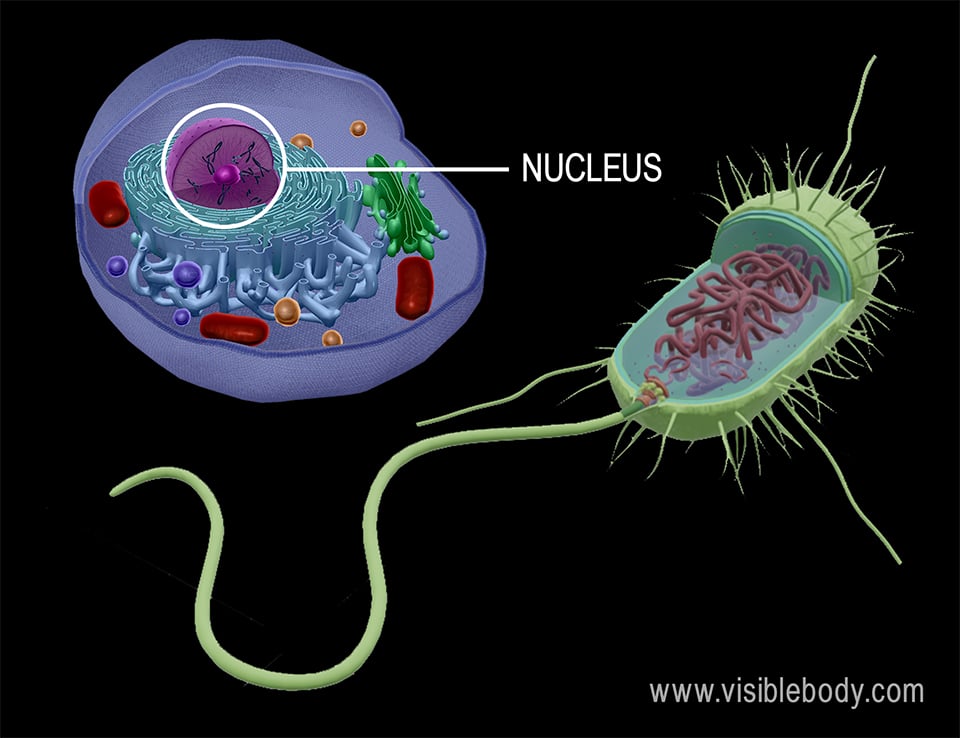 Eukaryotic cells have a membrane-bound nucleus, but prokaryotic cells do not.
