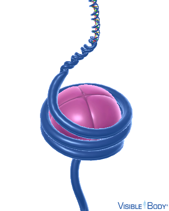 Each nucleosome is composed of a DNA segment wrapped around a cluster of eight histone proteins.