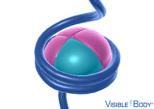 Histones, the main type of protein in chromatin, help compact long DNA molecules into chromosomes.
