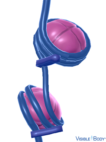 Small stretches of DNA, called linker DNA, connect the core particles of consecutive nucleosomes, so they look like beads on a string.