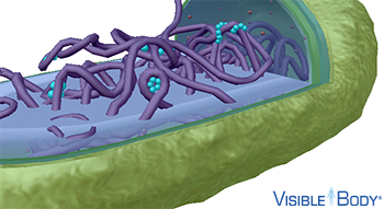 Nucleoid-associated proteins (NAPs) organize the structure of the chromosome and facilitate gene expression by binding chromosomal DNA.