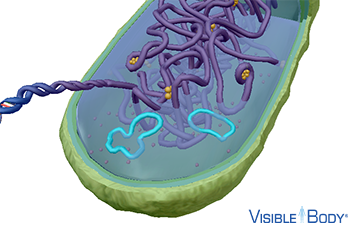 Prokaryotic cells often contain plasmids—small, circular, and often coiled DNA molecules that carry nonessential genes that help the cell survive in stressful conditions.