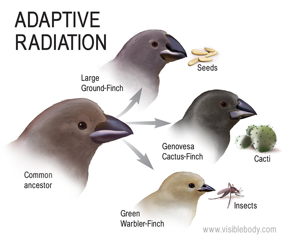 Adaptive radiation is a specific case of allopatric speciation in which a “founder species” disperses throughout an area and gives rise to several new species.