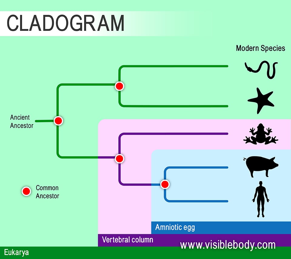Cladograms examine the relationships between modern species based on particular shared features.