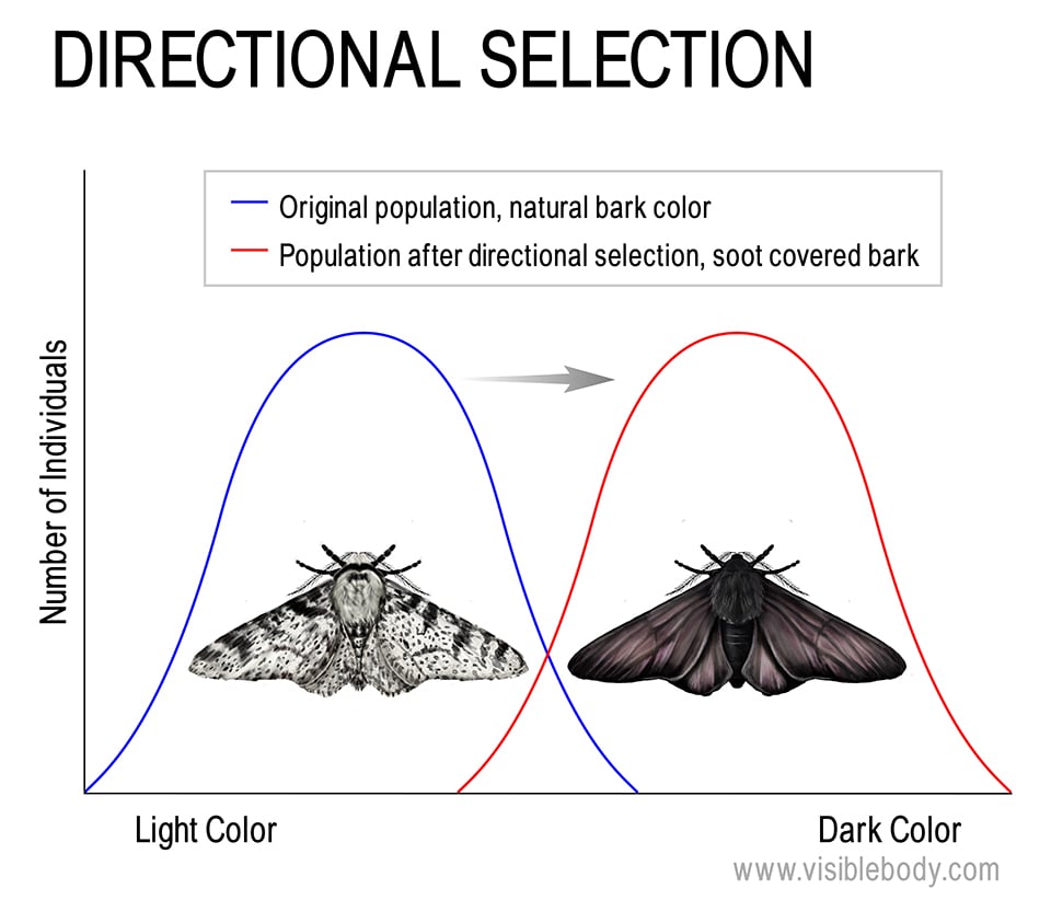 The change in peppered moths’ coloration from light to dark, as a result of pollution in the environment, is an example of directional selection.