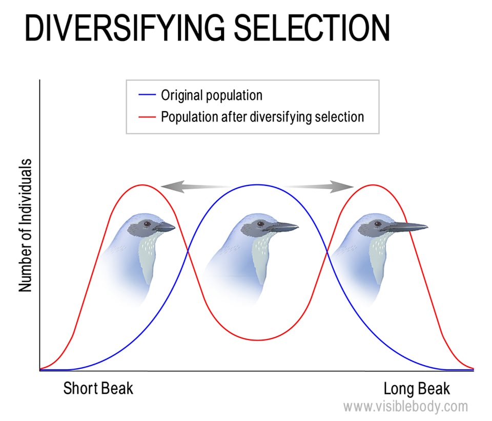 Diversifying selection leads to an increased frequency of alleles for traits at either end of a range (instead of just one extreme) and a decreased frequency of those traits that fall in the middle.