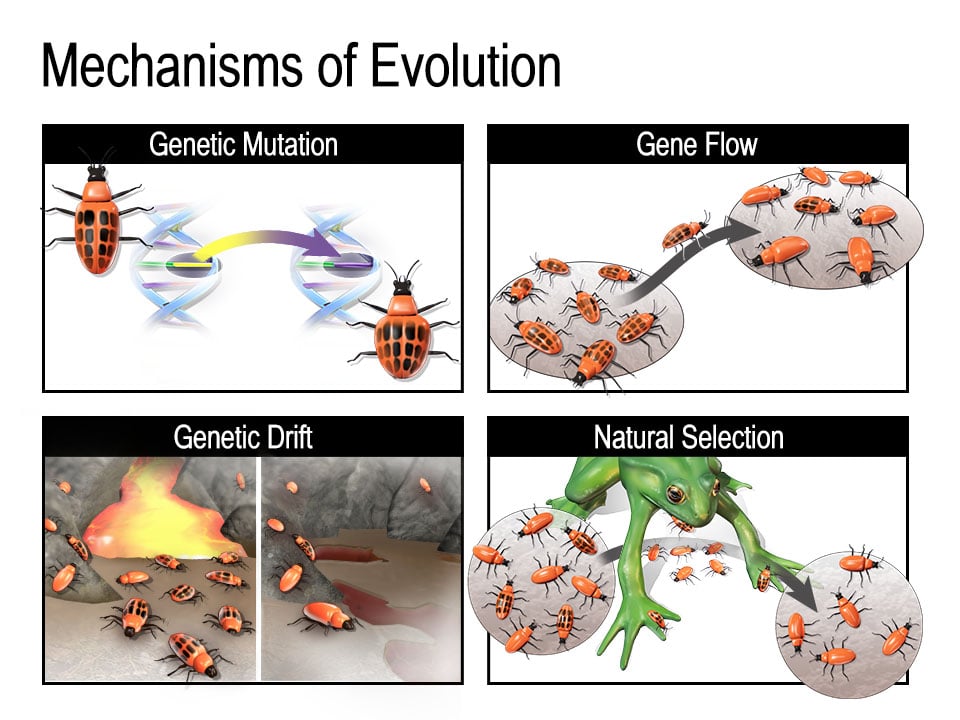 Natural selection, mutation, genetic drift, and gene flow (gene migration) all contribute to changes in allele frequencies.